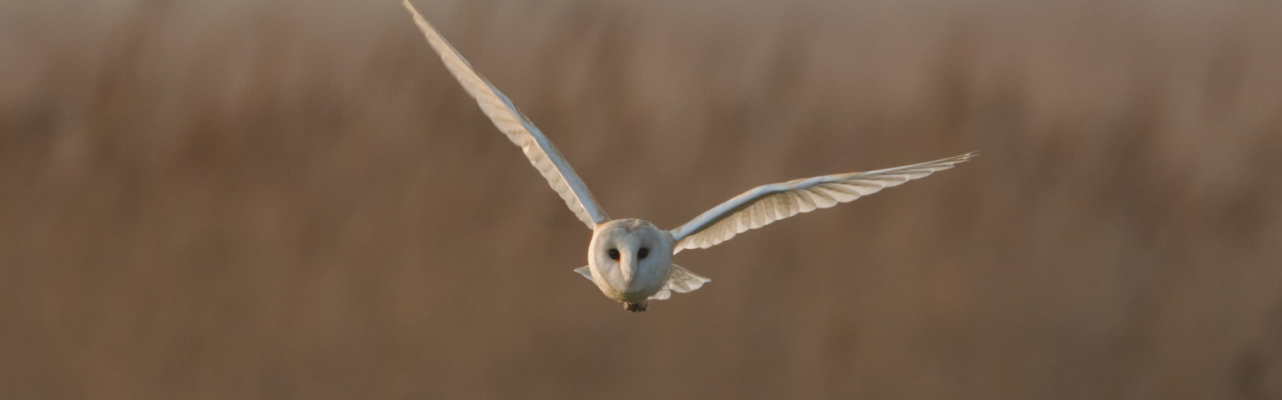 Barn Owl Survey in Norfolk